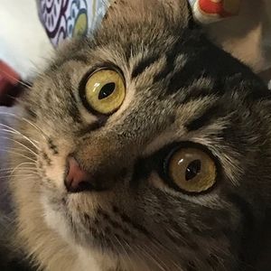 Meet your Posher, Britt